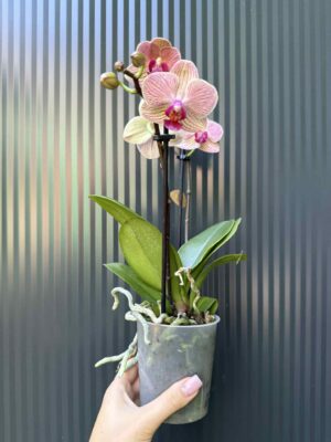 Phalaenopsis ‘France’ | Storczyk