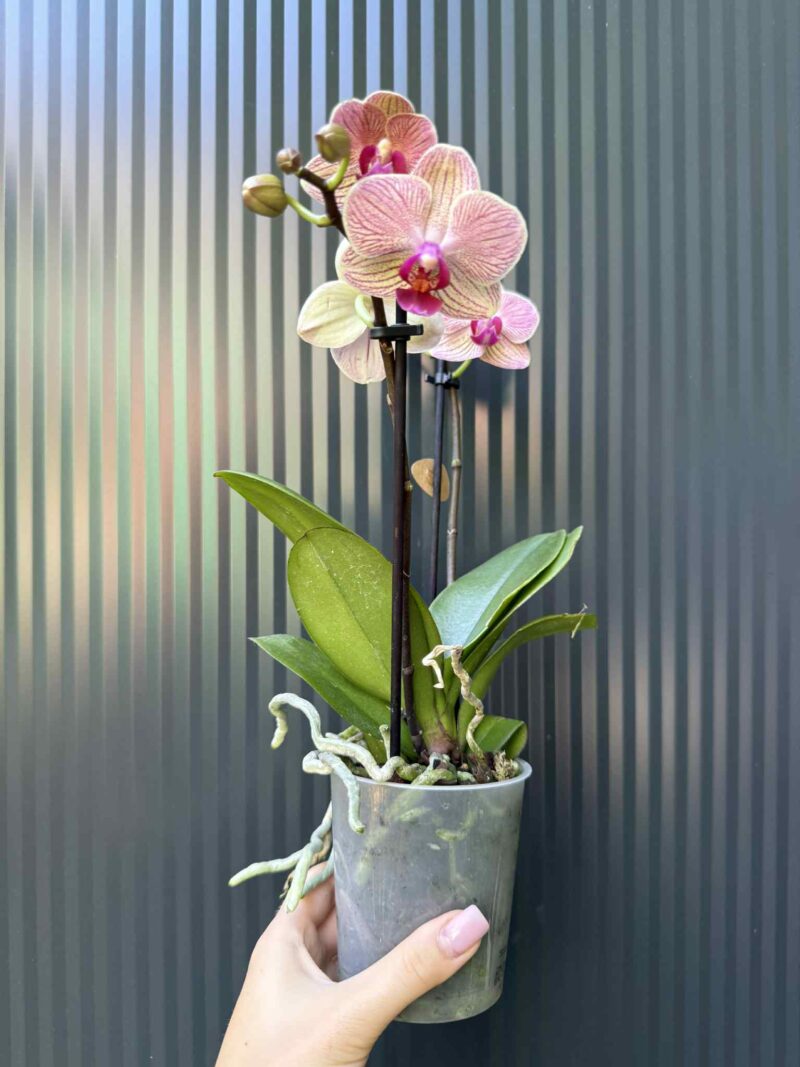 Phalaenopsis ‘France’ | Storczyk