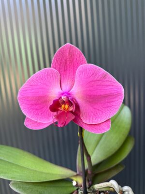 Phalaenopsis Singolo Hida | Storczyk