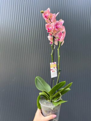 Phalaenopsis Pirate picotee peloric butterfly | Storczyk
