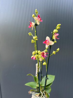 Phalaenopsis Chi-Yueh Kalejdoskop peloric | Storczyk przekwitający