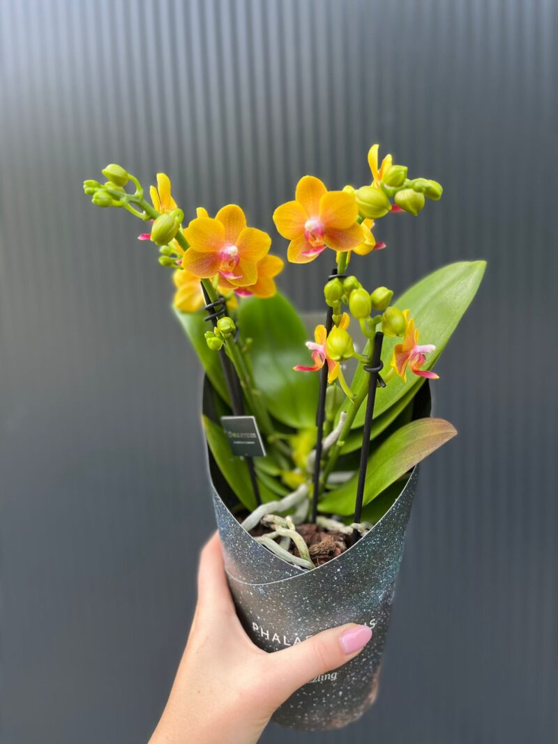 Phalaenopsis ‘Dazzling Drops of the Sun’ | Storczyk