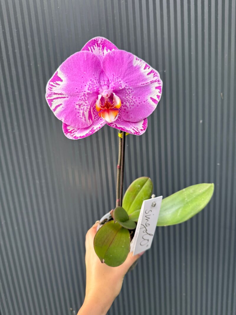 Phalaenopsis Singolo Victorio | Storczyk