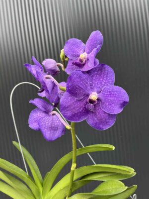 Storczyk Vanda 7 przekwitająca