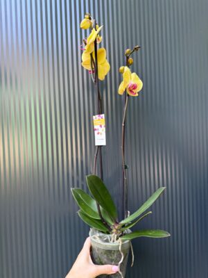 Phalaenopsis Sin-Yaun Golden Beauty Solid Gold | Storczyk przekwitający