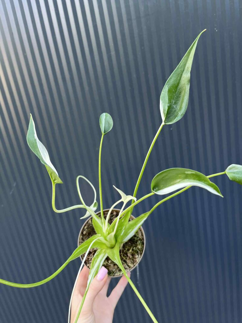 Alocasia Tiny Dancer Variegata