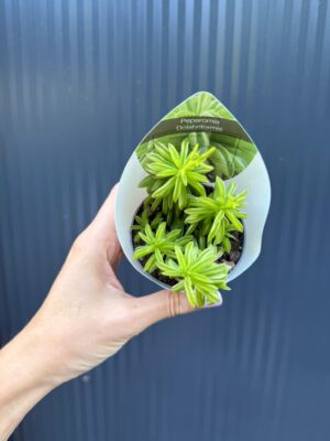 Peperomia dolabriformis