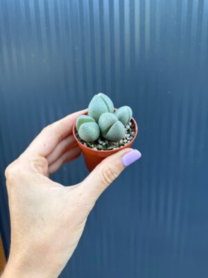 Lithops spp. & Pleiospilos nelii | Żywe Kamienie