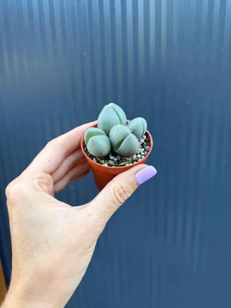 Lithops spp. & Pleiospilos nelii | Żywe Kamienie