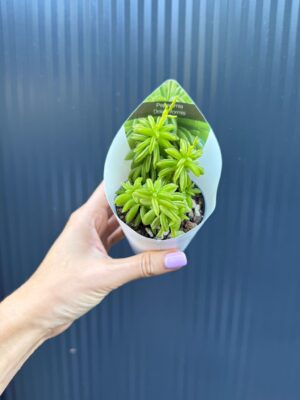 Peperomia dolabriformis