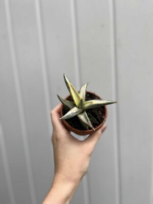 Sansevieria Lavranos Blue Clone