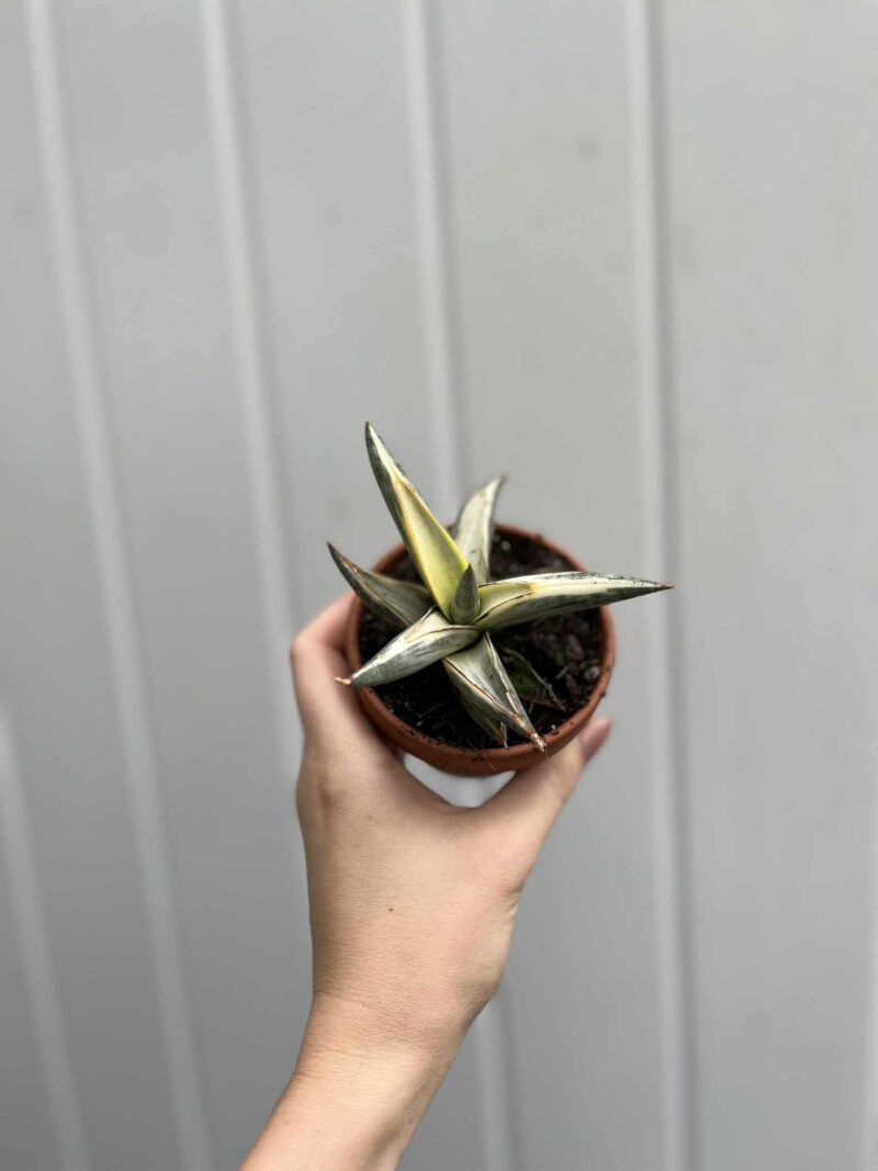 Sansevieria Lavranos Blue Clone