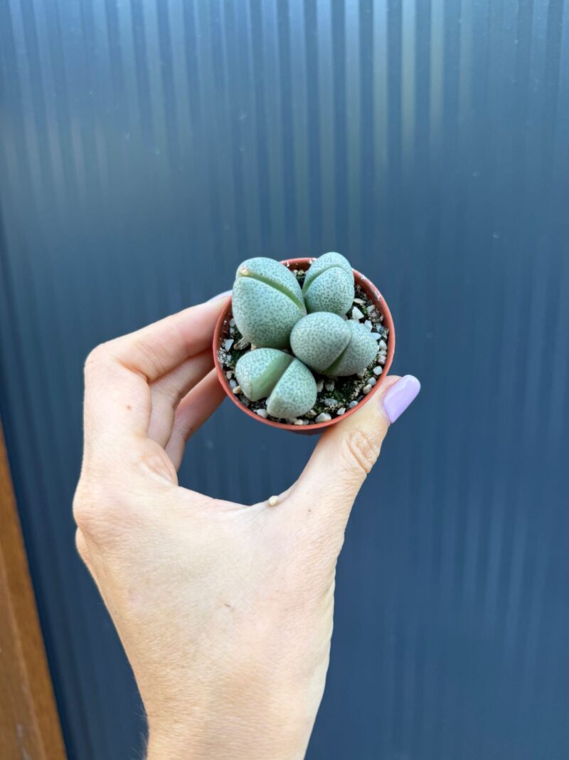 Lithops spp. & Pleiospilos nelii | Żywe Kamienie
