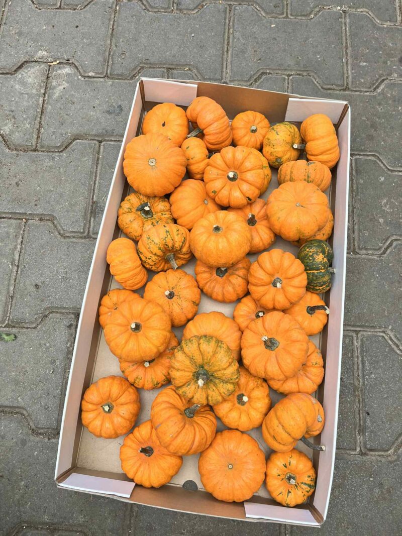 Dynia Jack Be Little Dynia Jack Be Little