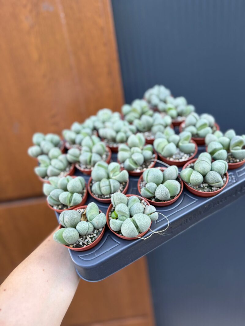 Lithops spp. & Pleiospilos nelii | Żywe Kamienie