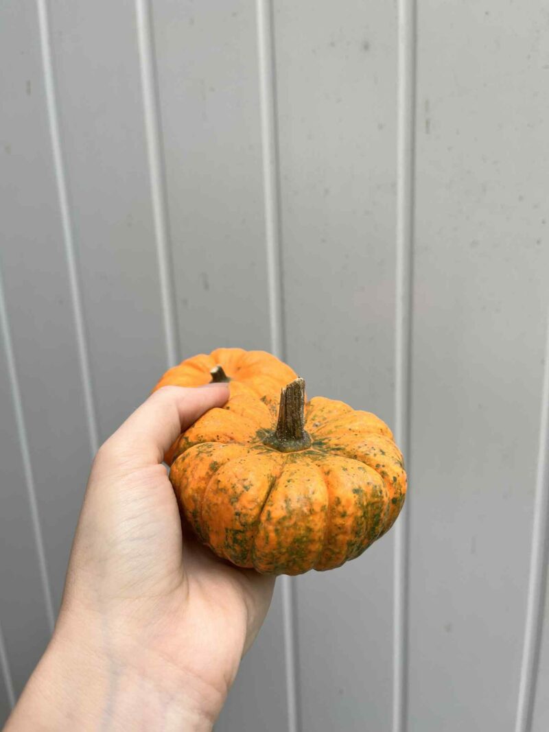 Dynia Jack Be Little