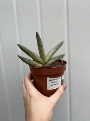 Sansevieria Boncel Variegata