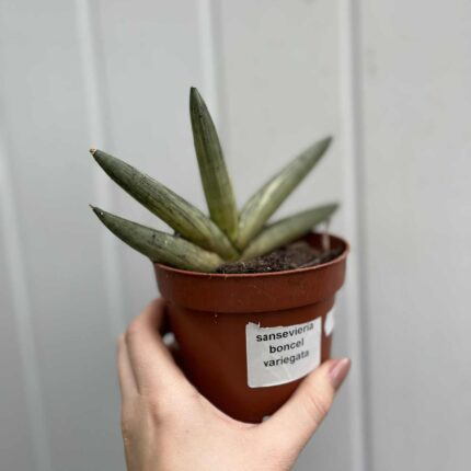 Sansevieria Boncel Variegata