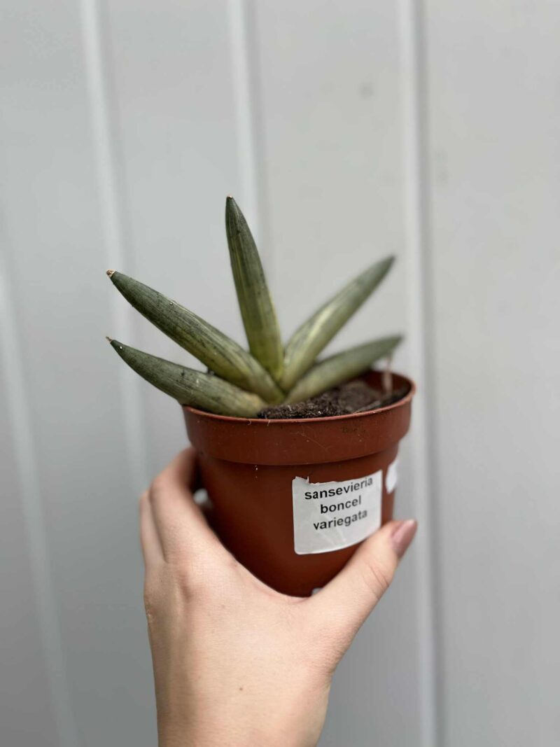 Sansevieria Boncel Variegata