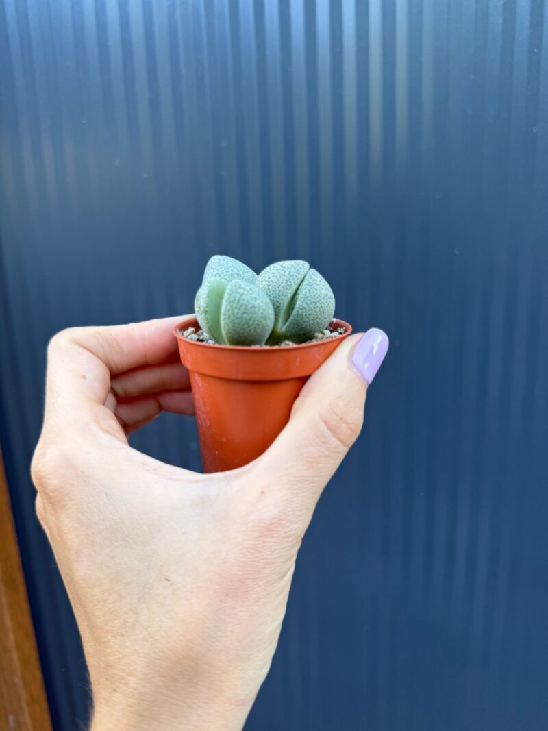 Lithops spp. & Pleiospilos nelii | Żywe Kamienie