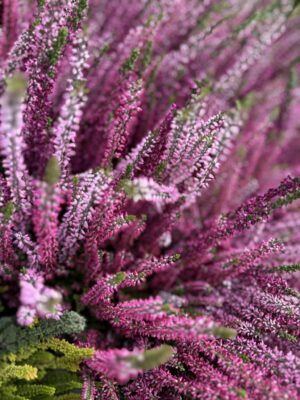 GUZO Happy Desta  – kawa ziarnista, 100% Arabica z Etiopii