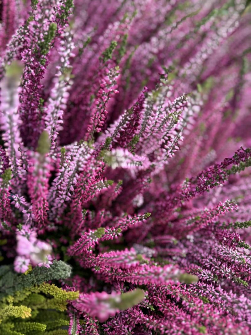 GUZO Happy Desta  – kawa ziarnista, 100% Arabica z Etiopii