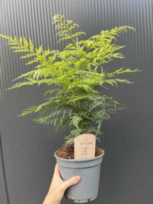 Grevillea robusta – Egzotyczne Drzewko Jedwabne