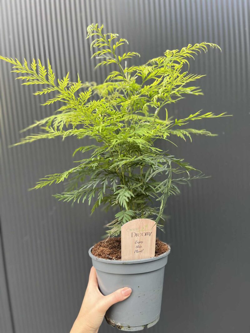 Grevillea robusta – Egzotyczne Drzewko Jedwabne