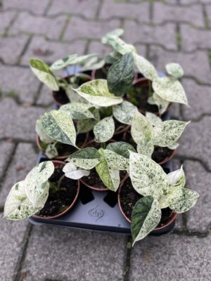Alocasia Dragon Scale Mint Variegata