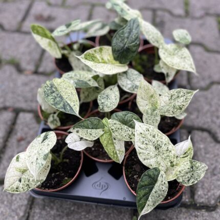 Alocasia Dragon Scale Mint Variegata