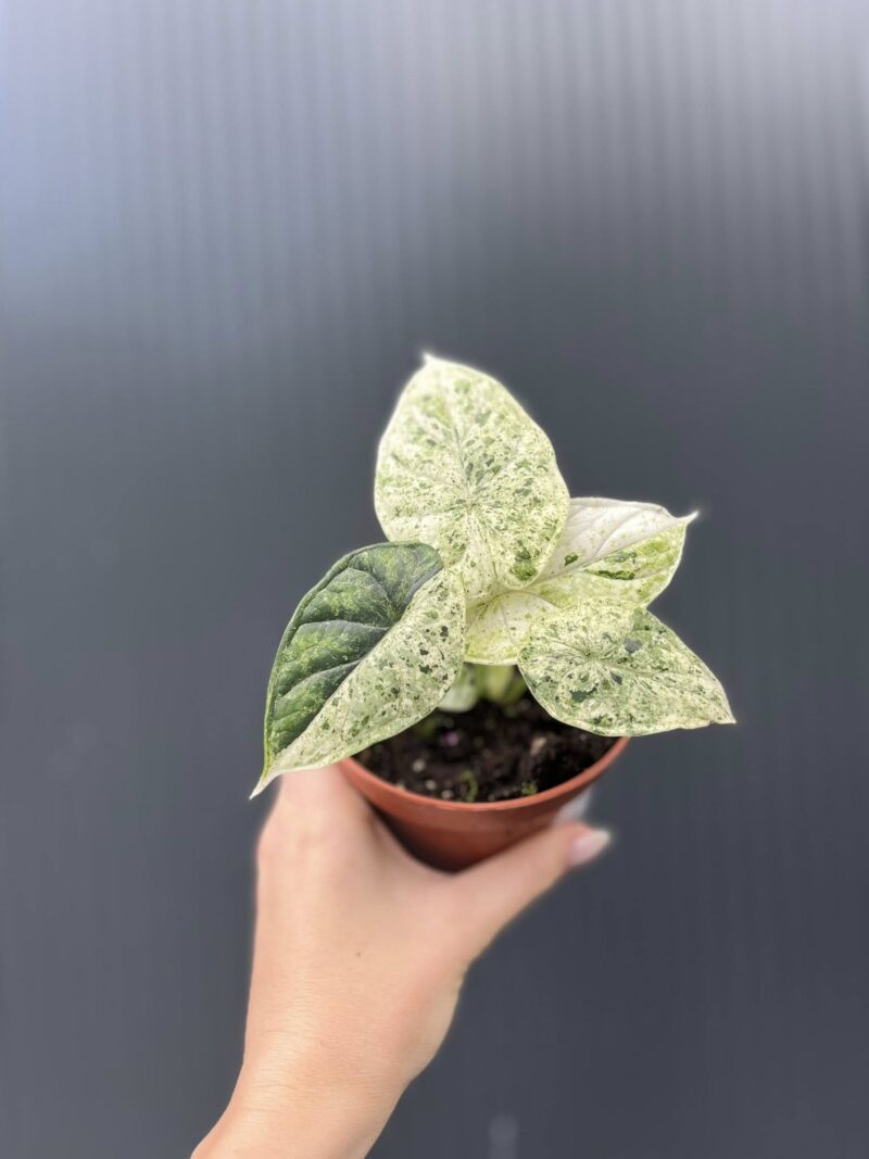 Alocasia Dragon Scale Mint Variegata