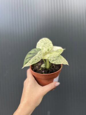 Alocasia Dragon Scale Mint Variegata