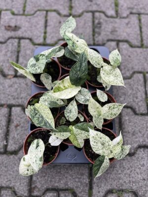 Alocasia Dragon Scale Mint Variegata