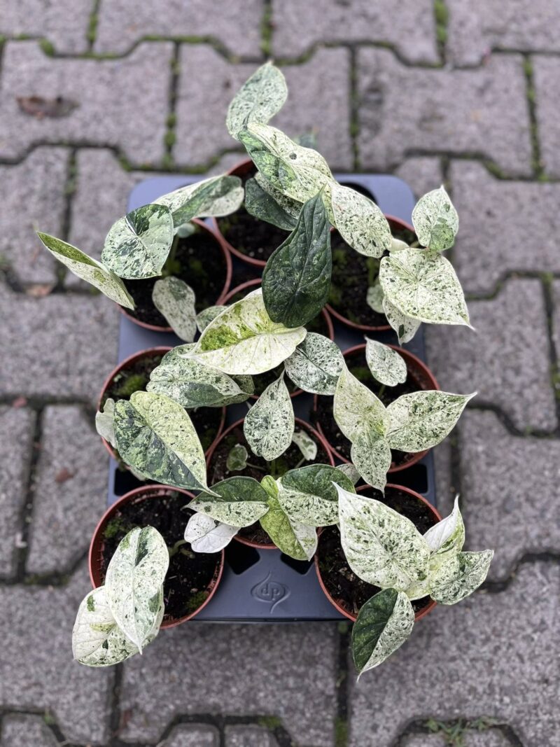 Alocasia Dragon Scale Mint Variegata