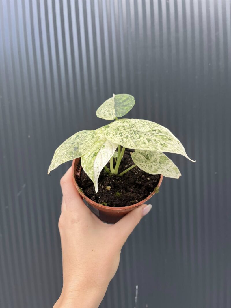 Alocasia Dragon Scale Mint Variegata