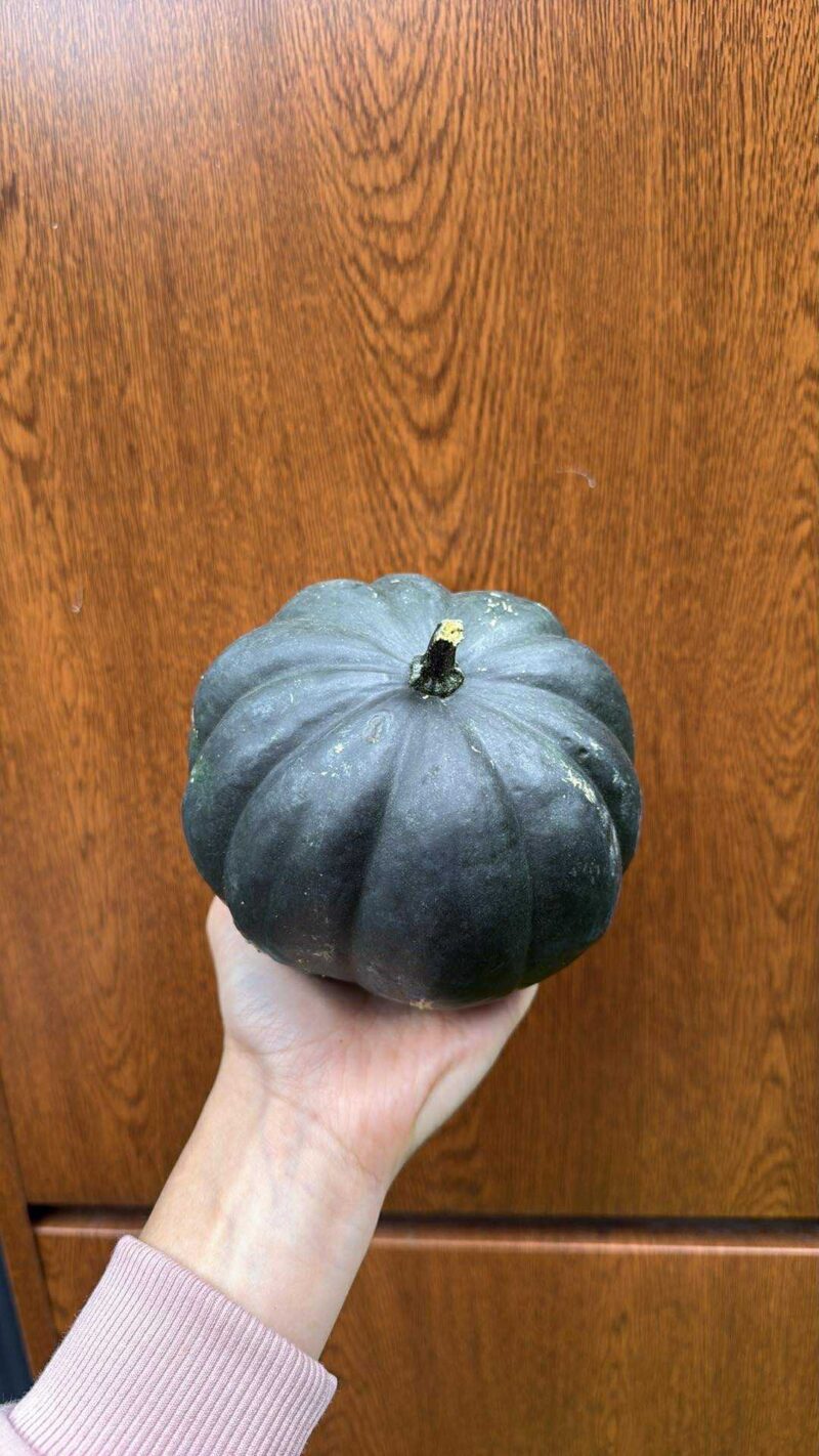Dynia black cat – czarna dynia