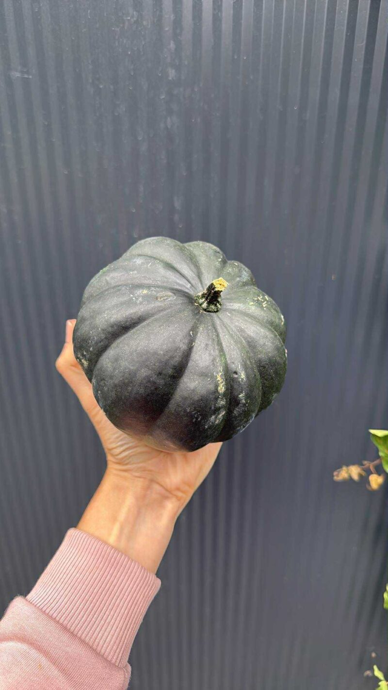 Dynia black cat – czarna dynia