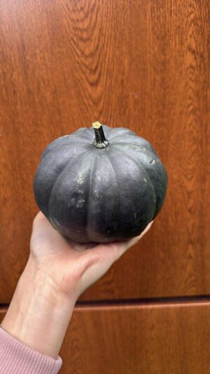 Dynia black cat – czarna dynia