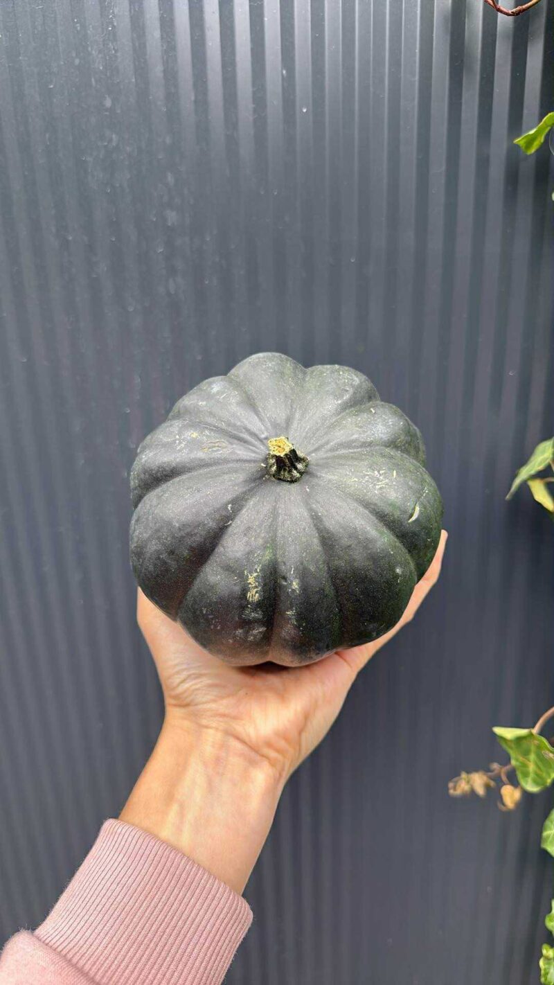 Dynia black cat – czarna dynia