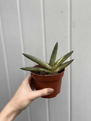 Sansevieria Boncel Variegata