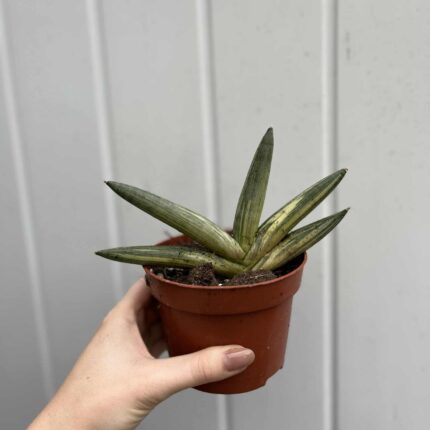 Sansevieria Boncel Variegata