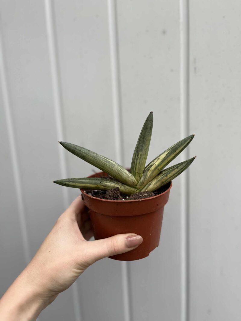 Sansevieria Boncel Variegata