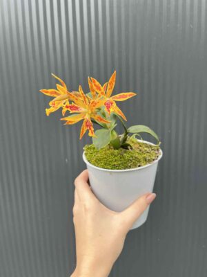 Epicatanthe Volcano Trick | Storczyk