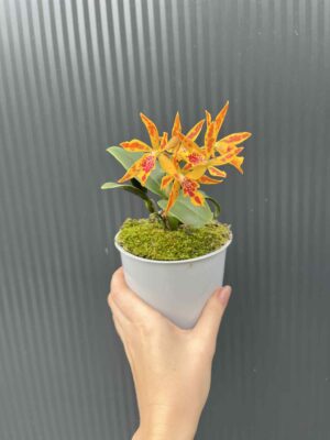 Epicatanthe Volcano Trick | Storczyk