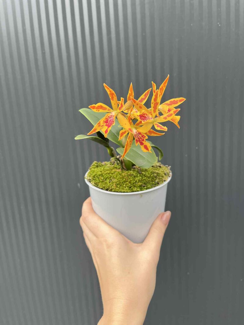 Epicatanthe Volcano Trick | Storczyk