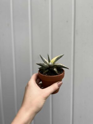 Sansevieria Lavranos Blue Clone