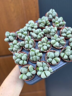 Lithops spp. & Pleiospilos nelii | Żywe Kamienie