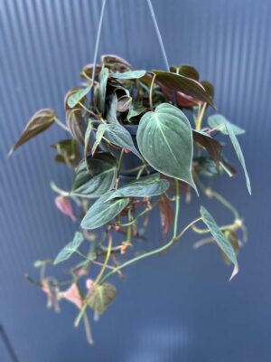 Philodendron Scandens Micans