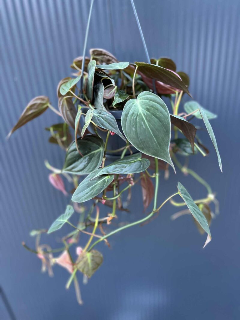 Philodendron Scandens Micans