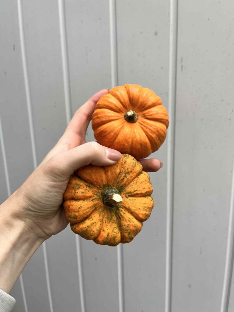 Dynia Jack Be Little